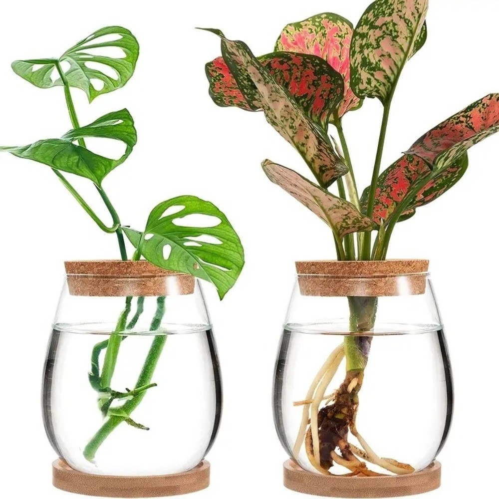 투명한 수경 재배 화분과 나무 트레이, 유리 식물 번식 - Propagation Station Vase 리뷰 및 가격