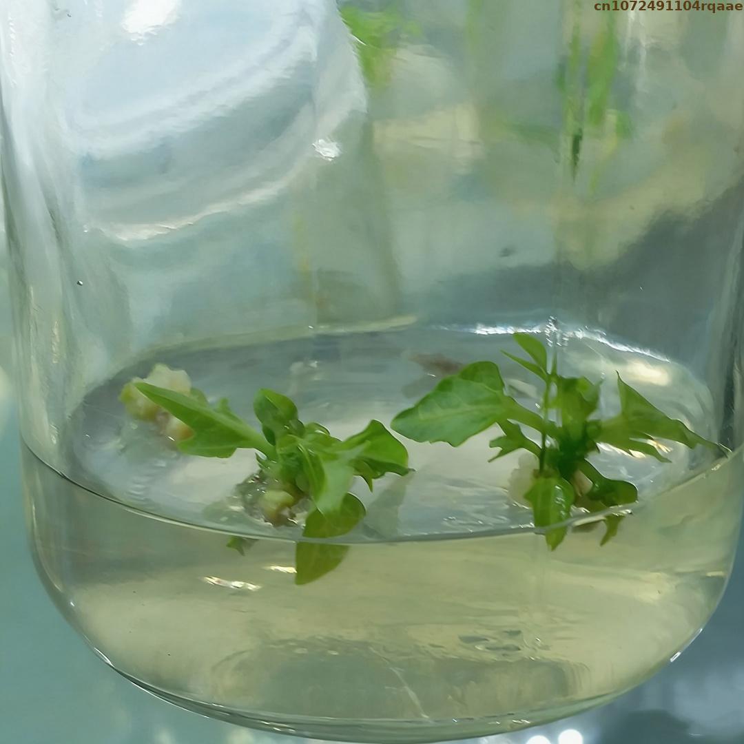 프리미엄 식물 조직 배양 아가르 분말, 고점화력, 마이 - Agar Tissue Culture 리뷰 및 가격