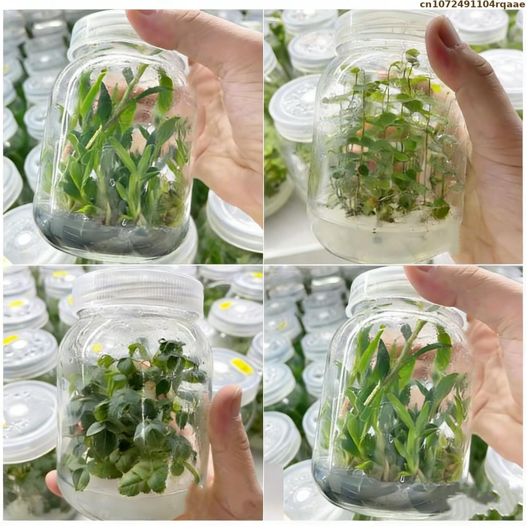 프리미엄 식물 조직 배양 아가르 분말, 고점화력, 마이 - Agar Tissue Culture 리뷰 및 가격