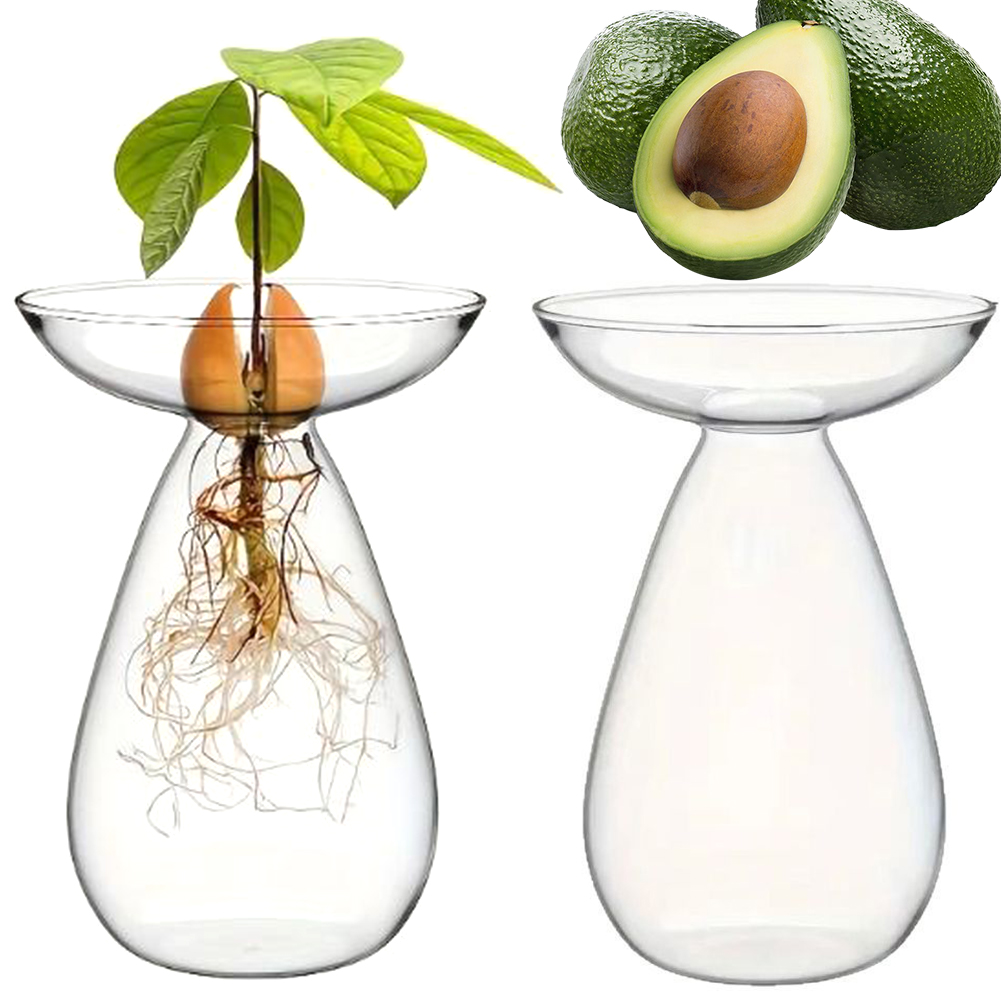 아보카도 씨앗 발아용 수경 재배 화병 투명 식물 번식  - Propagation Station Vase 리뷰 및 가격